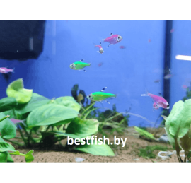 Пристелла GloFish зелёная