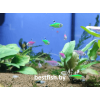 Пристелла GloFish зелёная