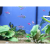 Пристелла GloFish фиолетовая