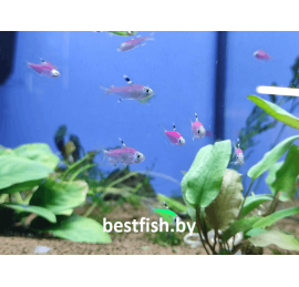 Пристелла GloFish фиолетовая