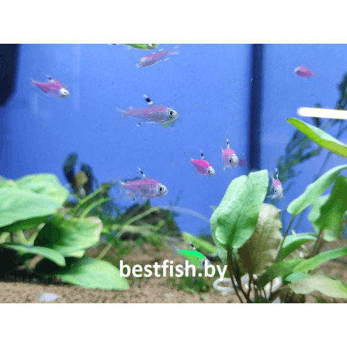 Пристелла GloFish фиолетовая