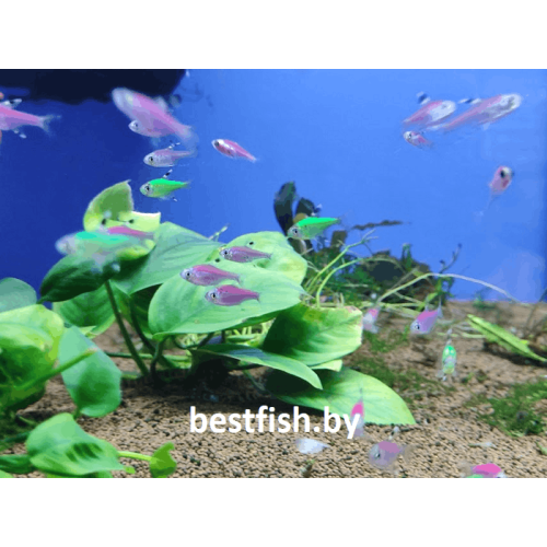 Пристелла GloFish зелёная
