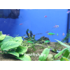Пристелла GloFish зелёная