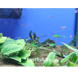 Пристелла GloFish зелёная