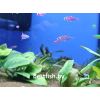 Пристелла GloFish фиолетовая