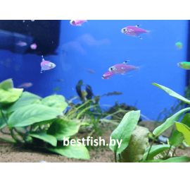 Пристелла GloFish фиолетовая