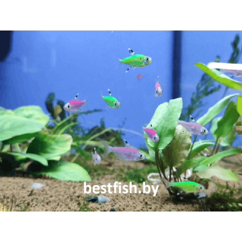 Пристелла GloFish зелёная
