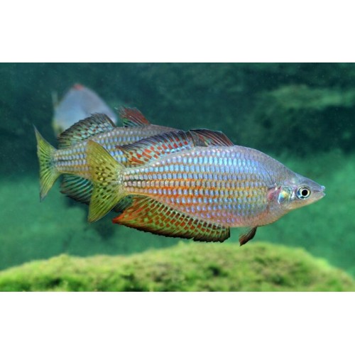 Радужница вишнёвая