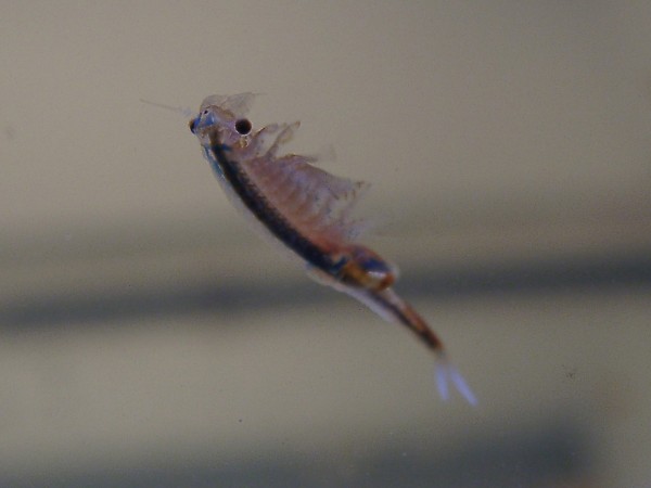 Стрептоцефал (Streptocephalus torvicornis)