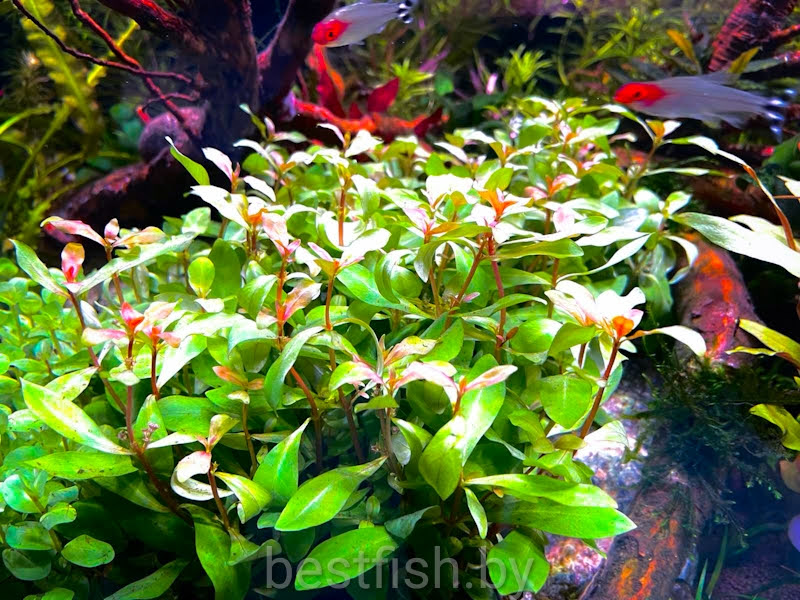 Аммания грацилис Ammannia gracilis