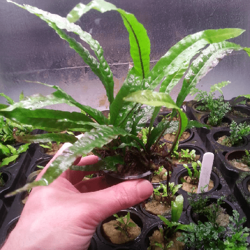 Папоротник таиландский Тропика Microsorum pteropus Tropica 