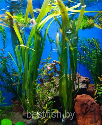 Валлиснерия гигантская Vallisneria gigantea 
