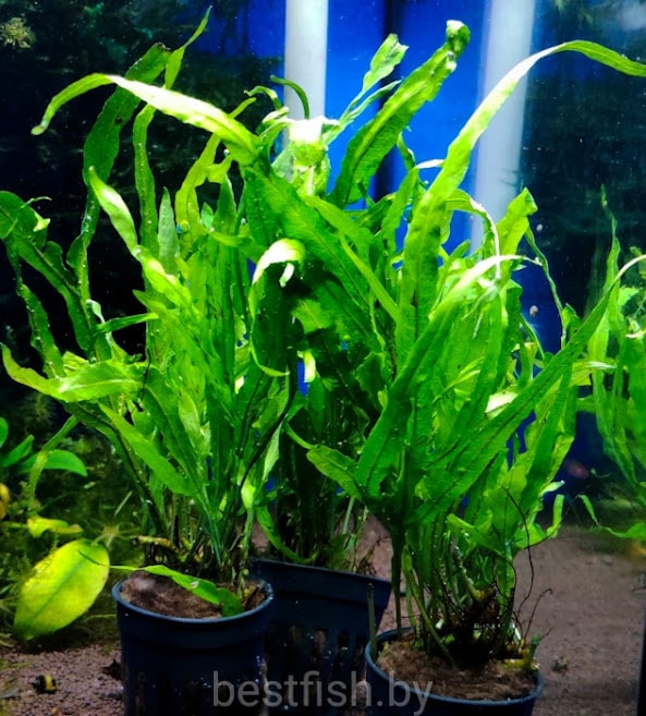 Папоротник таиландский Microsorum pteropus