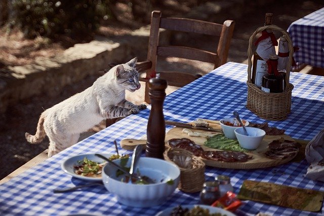 котенок и еда 