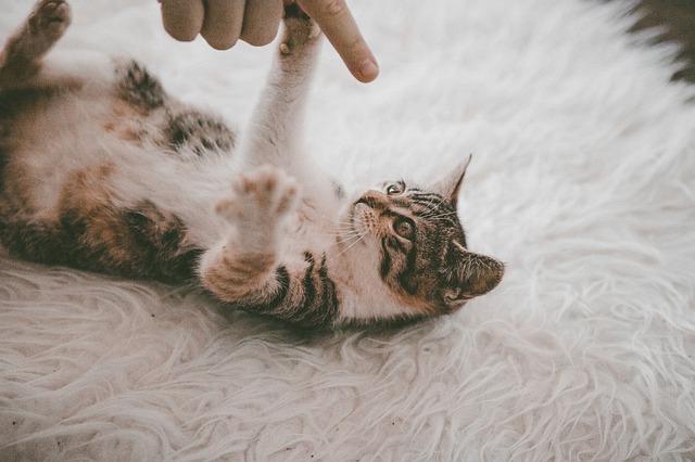 кот играет