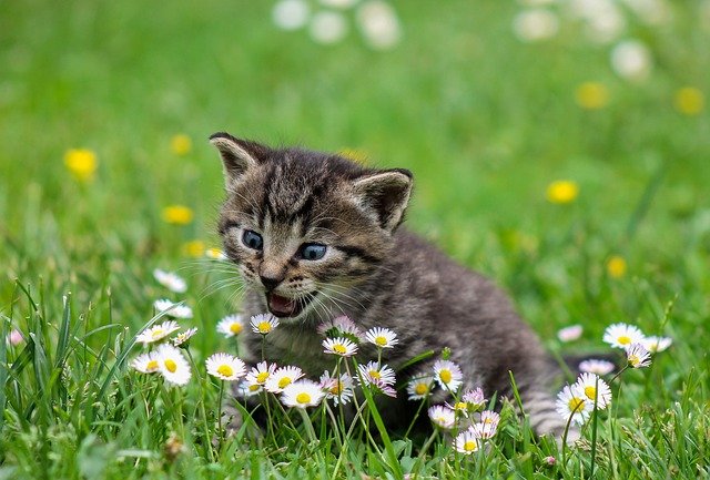 котенок играет