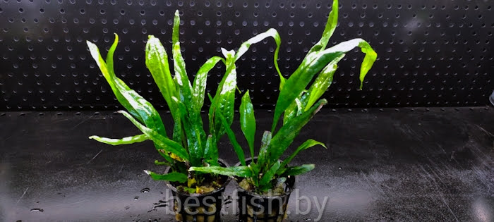 Папоротник таиландский Microsorum pteropus