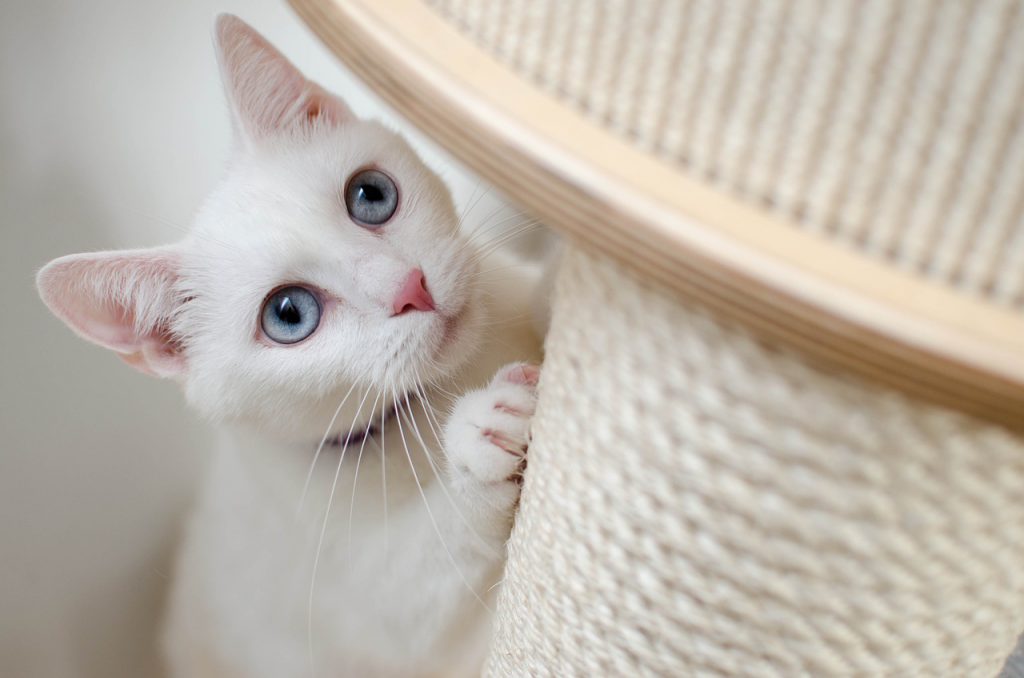 Котик и когтеточка
