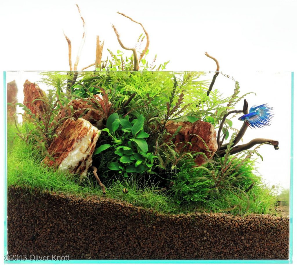 Аквариум Betta-fish