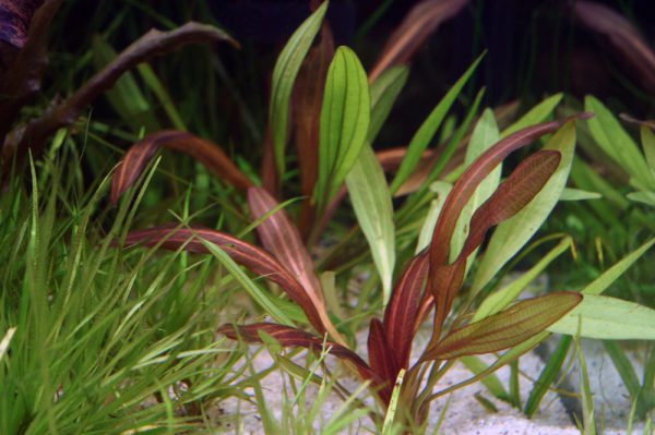 Эхинодорус Рубин узколистный (Echinodorus Rubin narrow leaves)