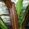 Эхинодорус Рубин узколистный (Echinodorus Rubin narrow leaves)