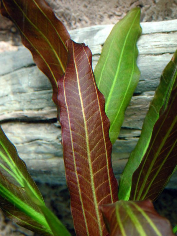 Эхинодорус Рубин узколистный (Echinodorus Rubin narrow leaves)