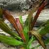 Эхинодорус Рубин узколистный (Echinodorus Rubin narrow leaves)