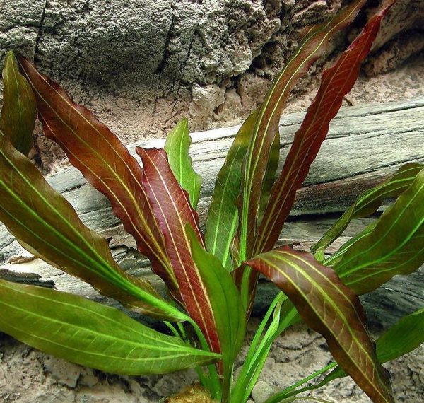 Эхинодорус Рубин узколистный (Echinodorus Rubin narrow leaves)