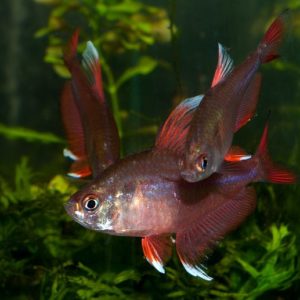 Орнатус белоплавничный (Hyphessobrycon sp."white fin")