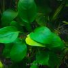 Анубиас карликовый Anubias nana