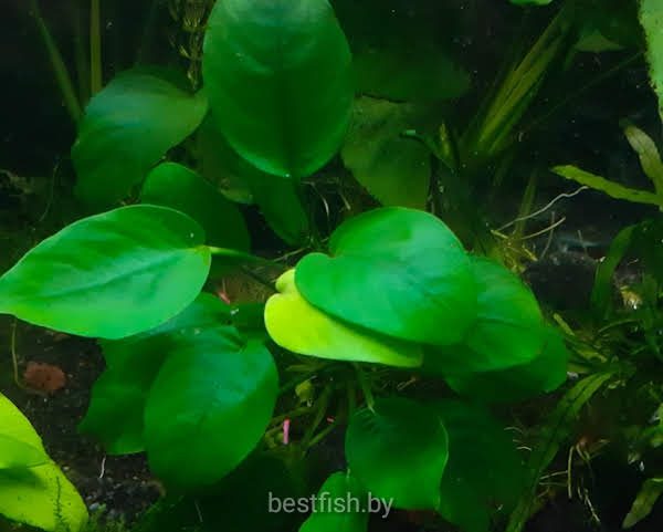 Анубиас карликовый Anubias nana