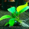 Анубиас карликовый Anubias nana