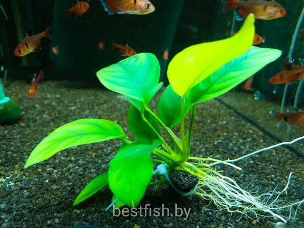 Анубиас карликовый Anubias nana