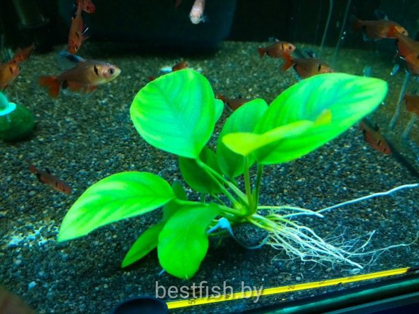 Anubias nana