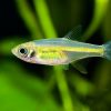 Микрорасбора куботаи Microdevario kubotai
