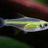Микрорасбора куботаи Microdevario kubotai