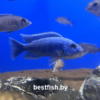 Хаплохромис васильковый Sciaenochromis fryeri