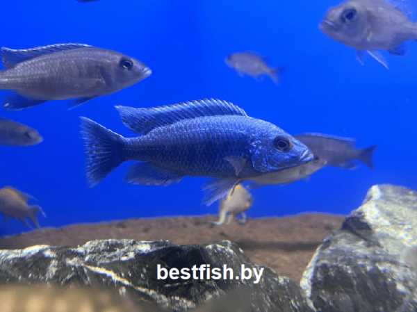 Хаплохромис васильковый Sciaenochromis fryeri