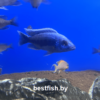 Хаплохромис васильковый Sciaenochromis fryeri