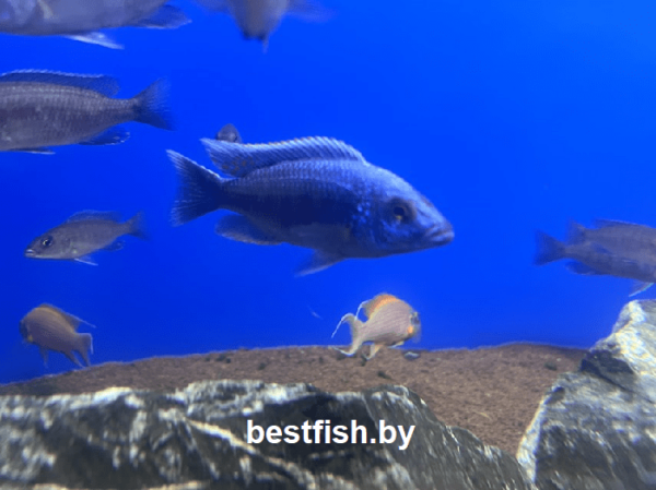 Хаплохромис васильковый Sciaenochromis fryeri