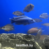 Хаплохромис васильковый Sciaenochromis fryeri