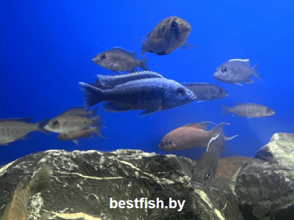 Хаплохромис васильковый Sciaenochromis fryeri