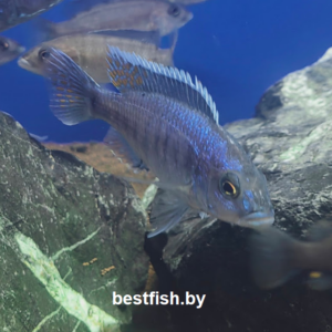 Хаплохромис васильковый Sciaenochromis fryeri