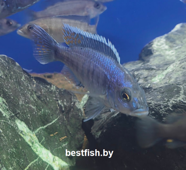 Хаплохромис васильковый Sciaenochromis fryeri