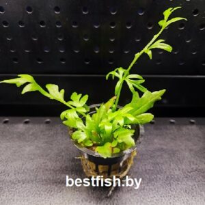 Папоротник цератоптерис Ceratopteris cornuta