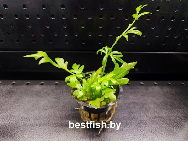 Папоротник цератоптерис Ceratopteris cornuta