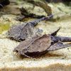 Буноцефал Bunocephalus coracoideus