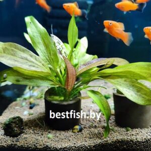 Эхинодорус красная тайна Echinodorus Red Mystery