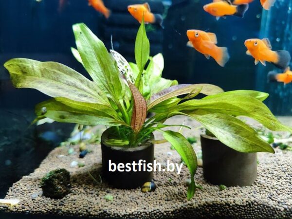 Эхинодорус красная тайна Echinodorus Red Mystery