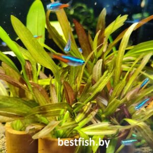Эхинодорус Красный Феникс Echinodorus phoenix Red